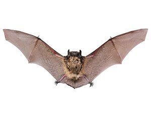 Eco-Friendly - Bat With Open Wings in Phoenix, AZ