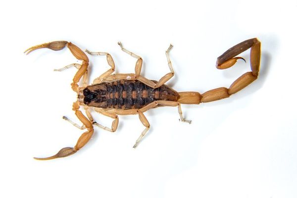 Pest Control - Scorpion Raising Tails in Phoenix, AZ