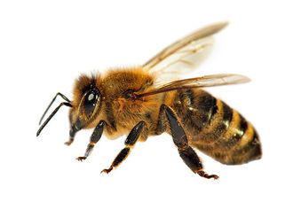 Pest Control — Bee in Phoenix, AZ