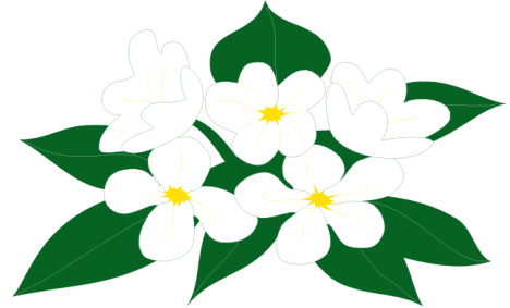 a bunch of white flowers with green leaves on a white background