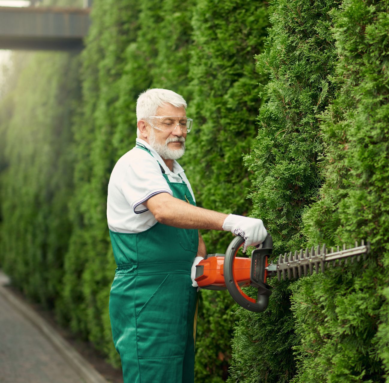 Homme élaguant les branches d'un sapin avec un taille-haie AMR Greentech Jodoigne