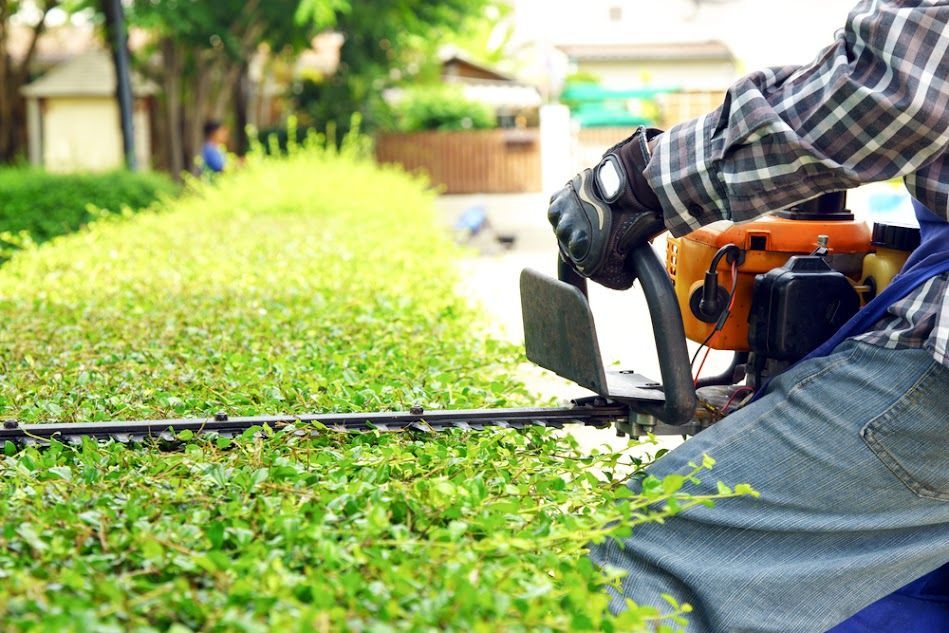 A man is cutting a hedge with a chainsaw.