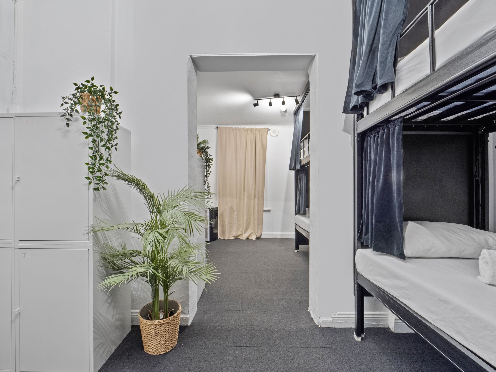 A room with bunk beds and a potted plant on the floor.