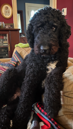 A black dog is sitting on a couch in a living room.