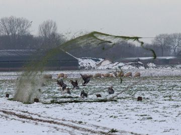 Ganzen vangen met klapnet.