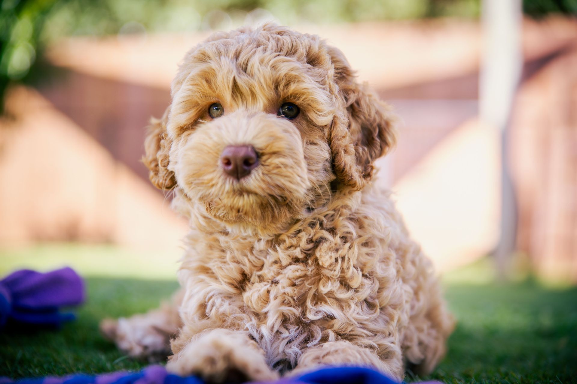 labradoodle for sale