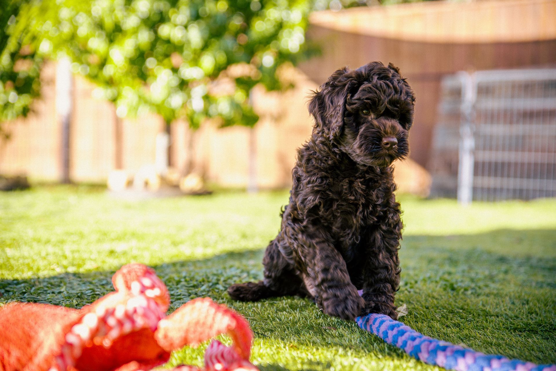 australia labradoodle cost