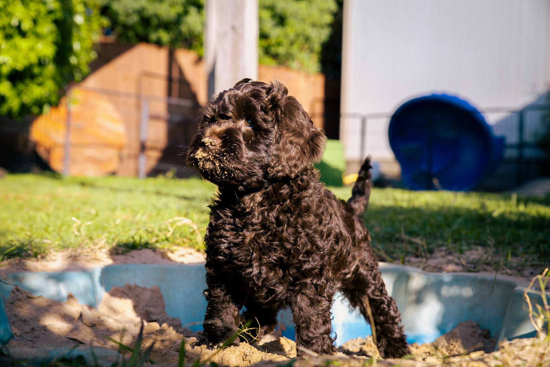 labradoodle Australia