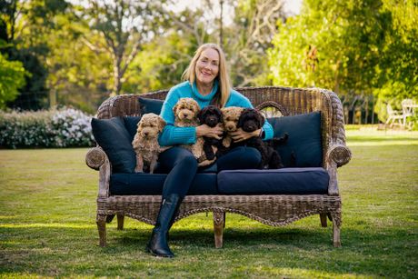 Australian Labradoodle Breeder