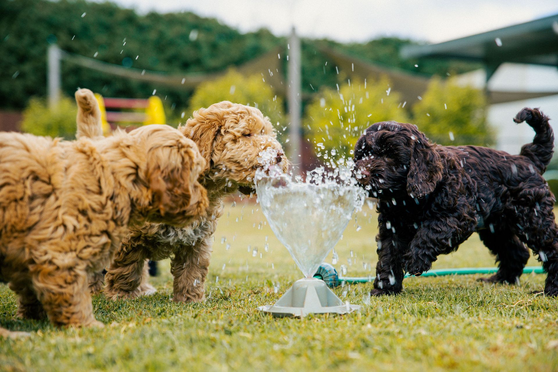 Australian Labradoodle