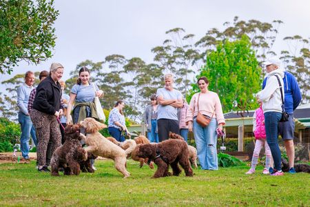 labradoodle puppy for sale