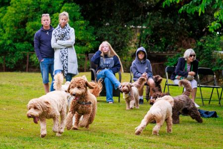 labradoodle Brisbane