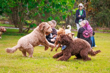 Labradoodle Gold Coast