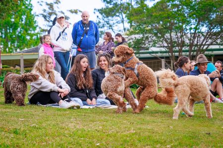 labradoodle for sale