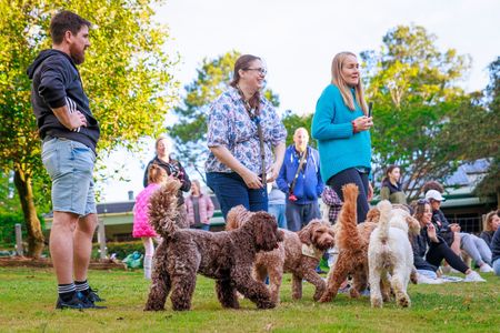 labradoodle puppies for sale