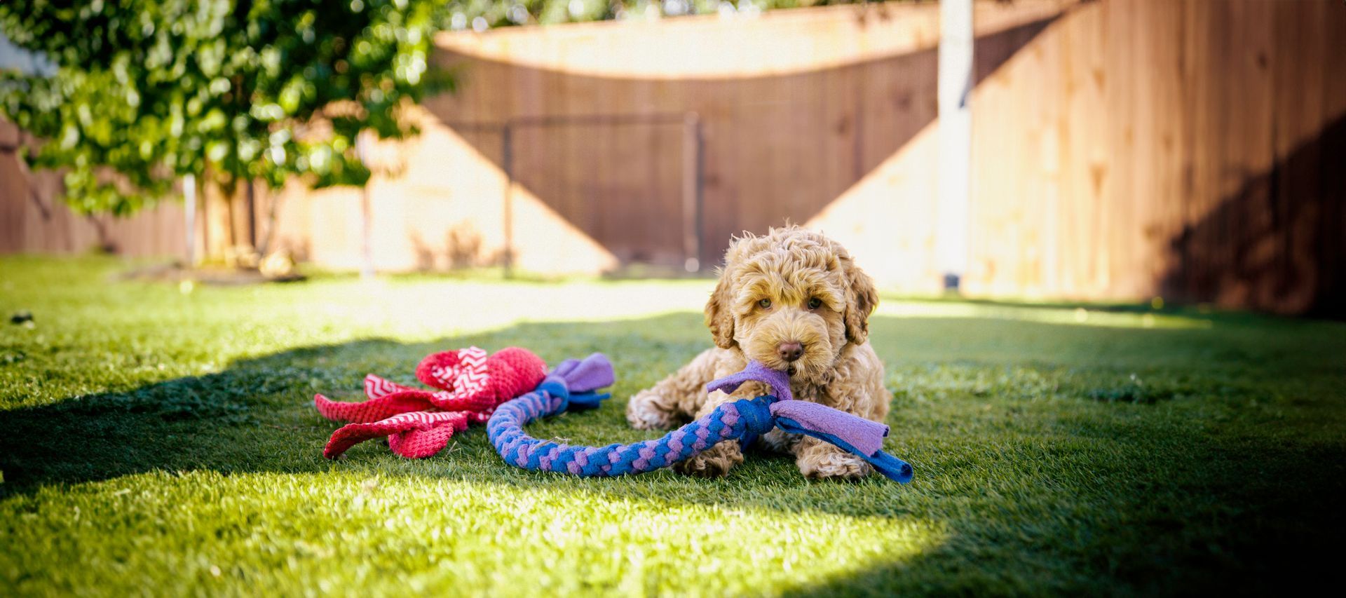 australian labradoodle breeders