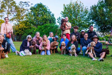 labradoodle puppy brisbane