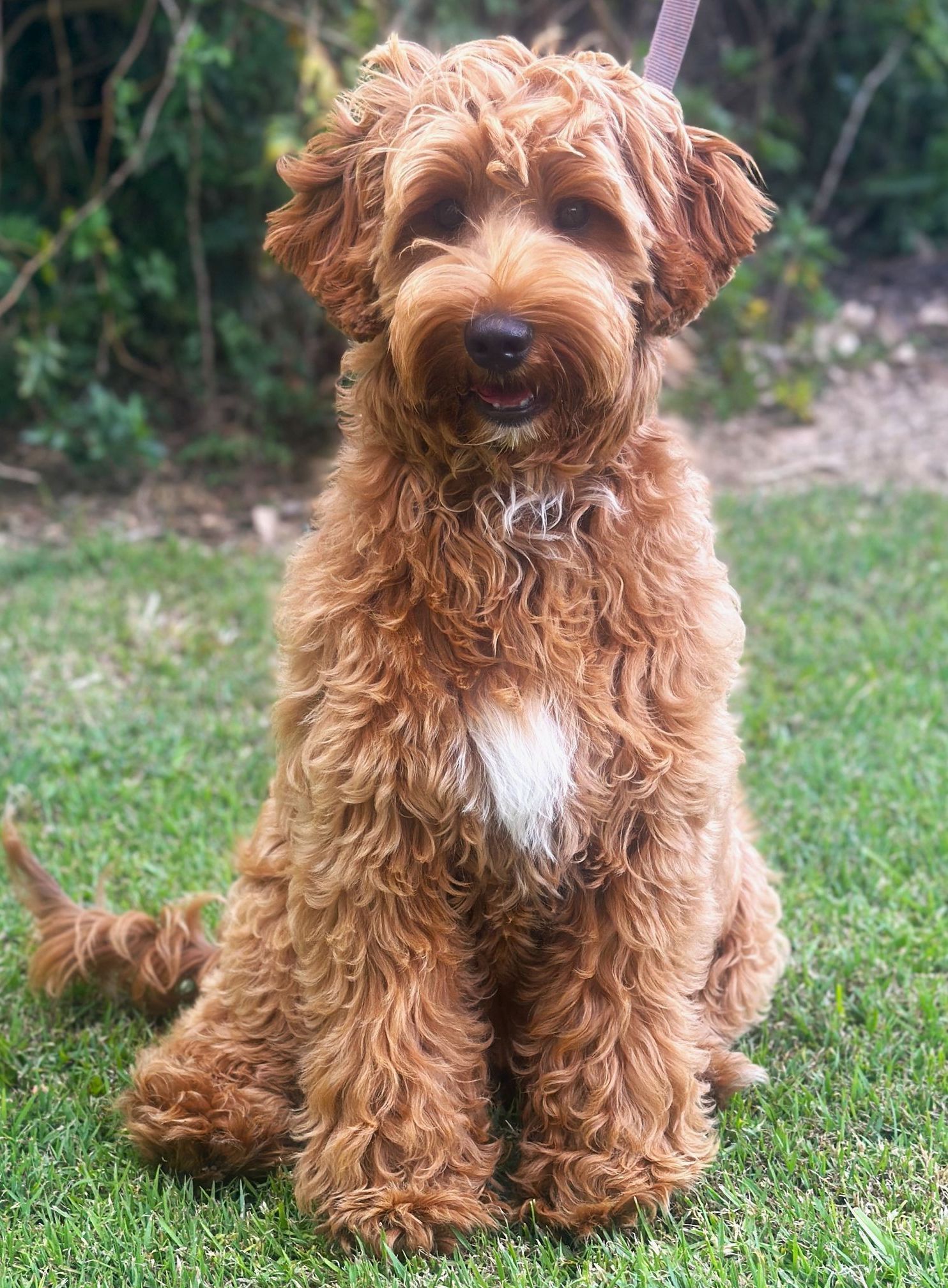 Misty Mountain Dolly (Maggie)