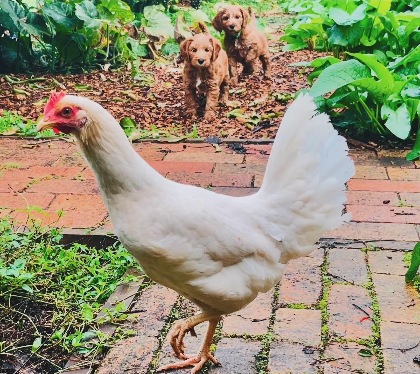 Australian Labradoodle