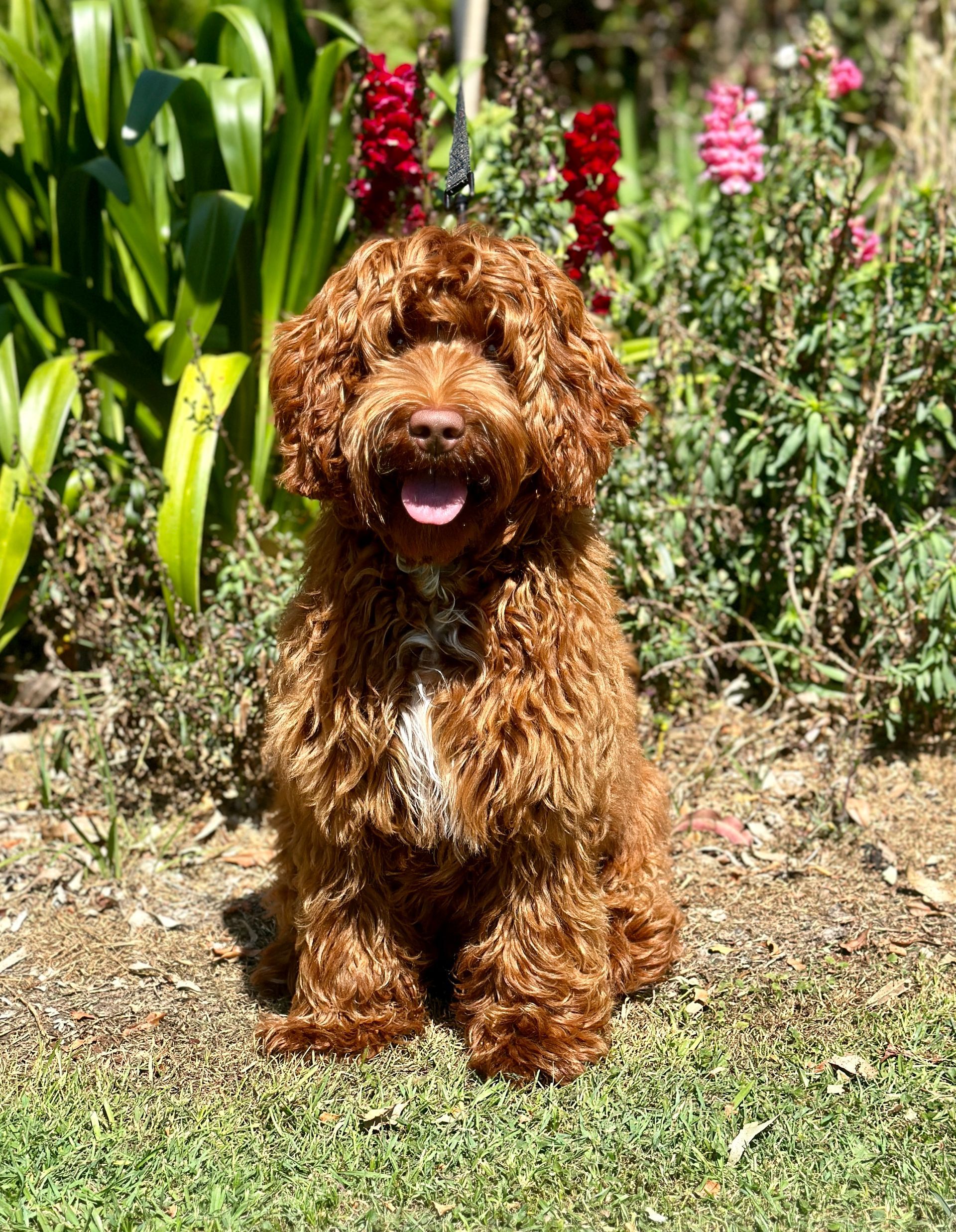 Misty Mountain Adorable