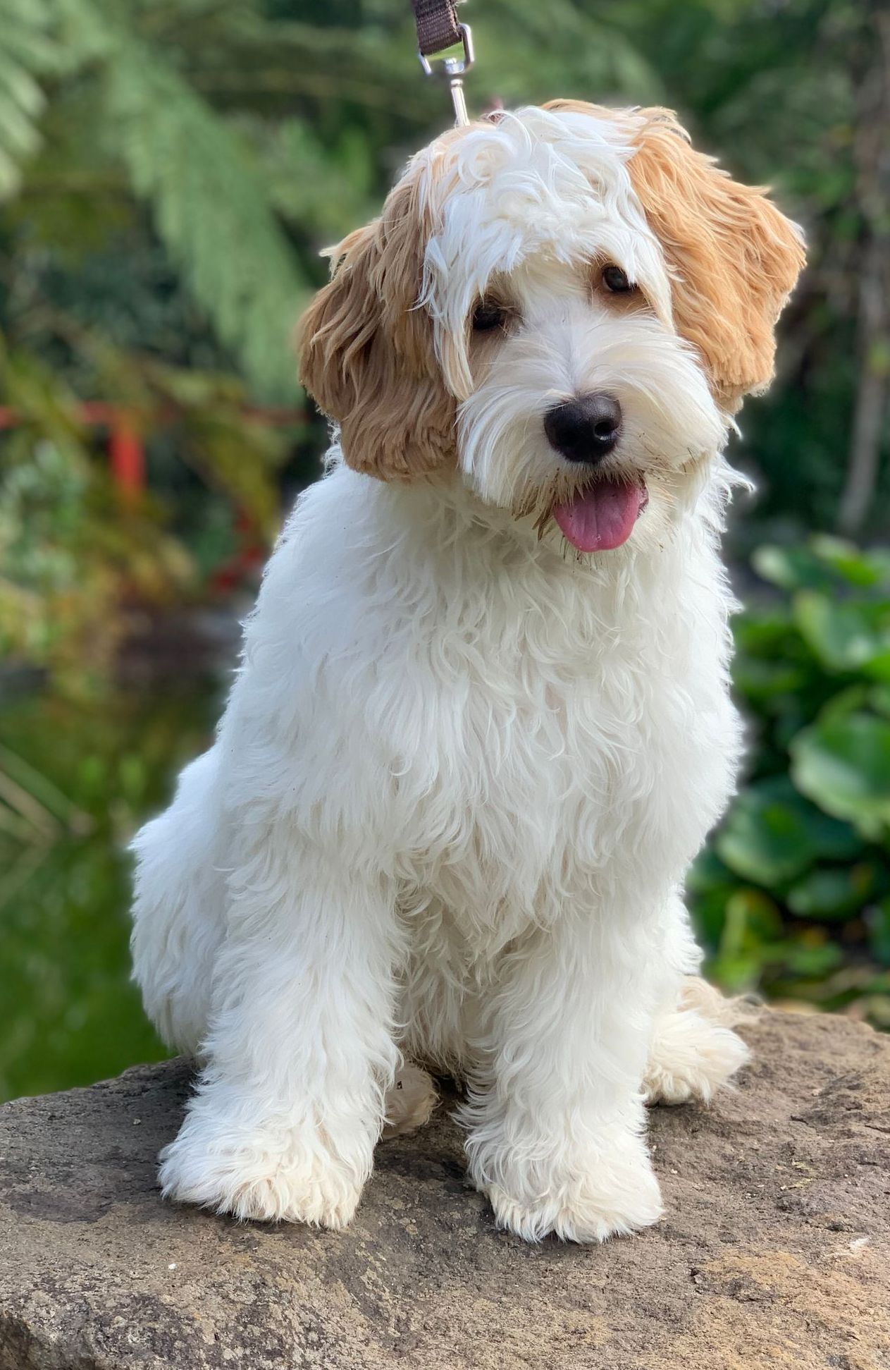 Misty Mountain I'm a Cutie (Mia Belle)