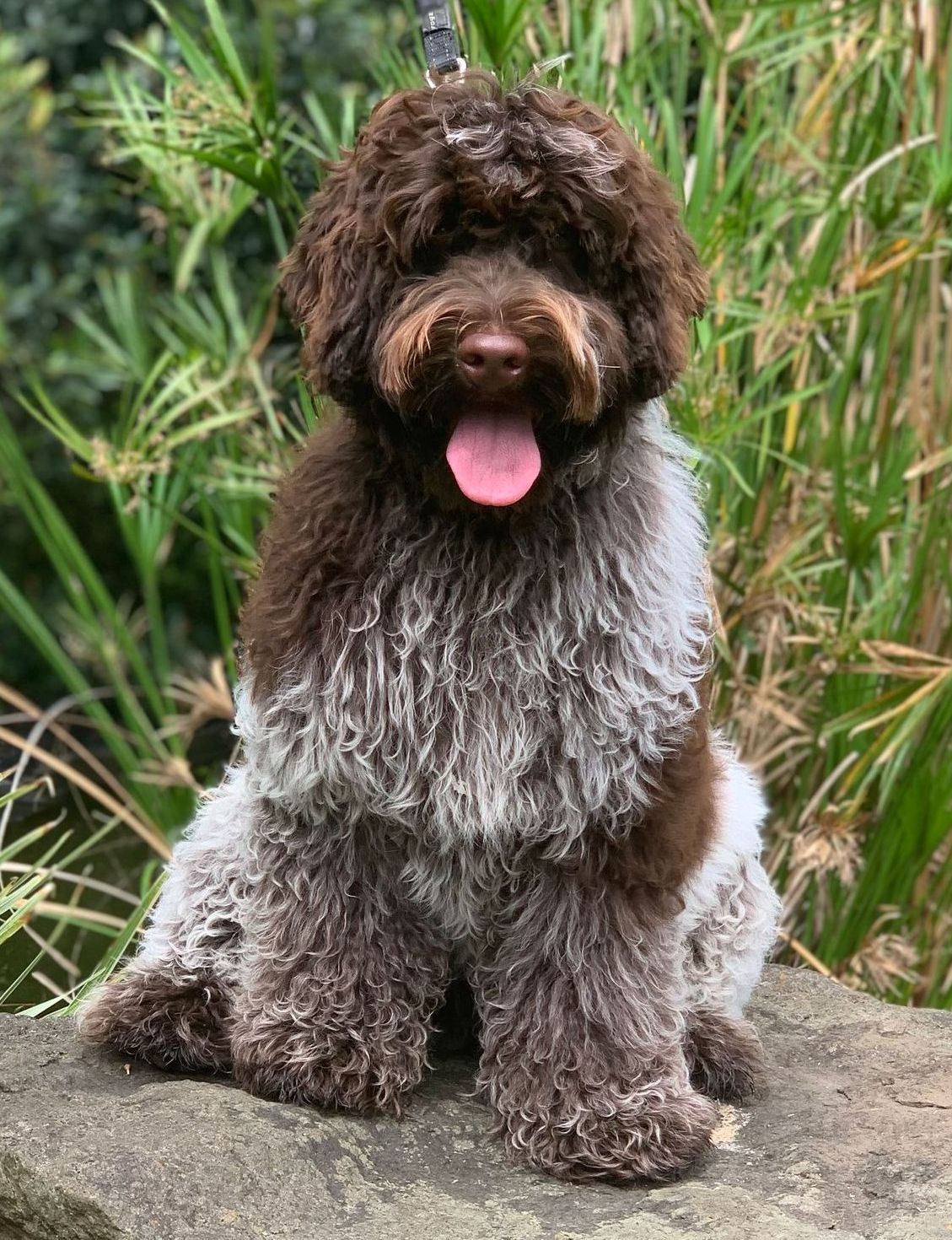 Misty Mountain Unique (Max)