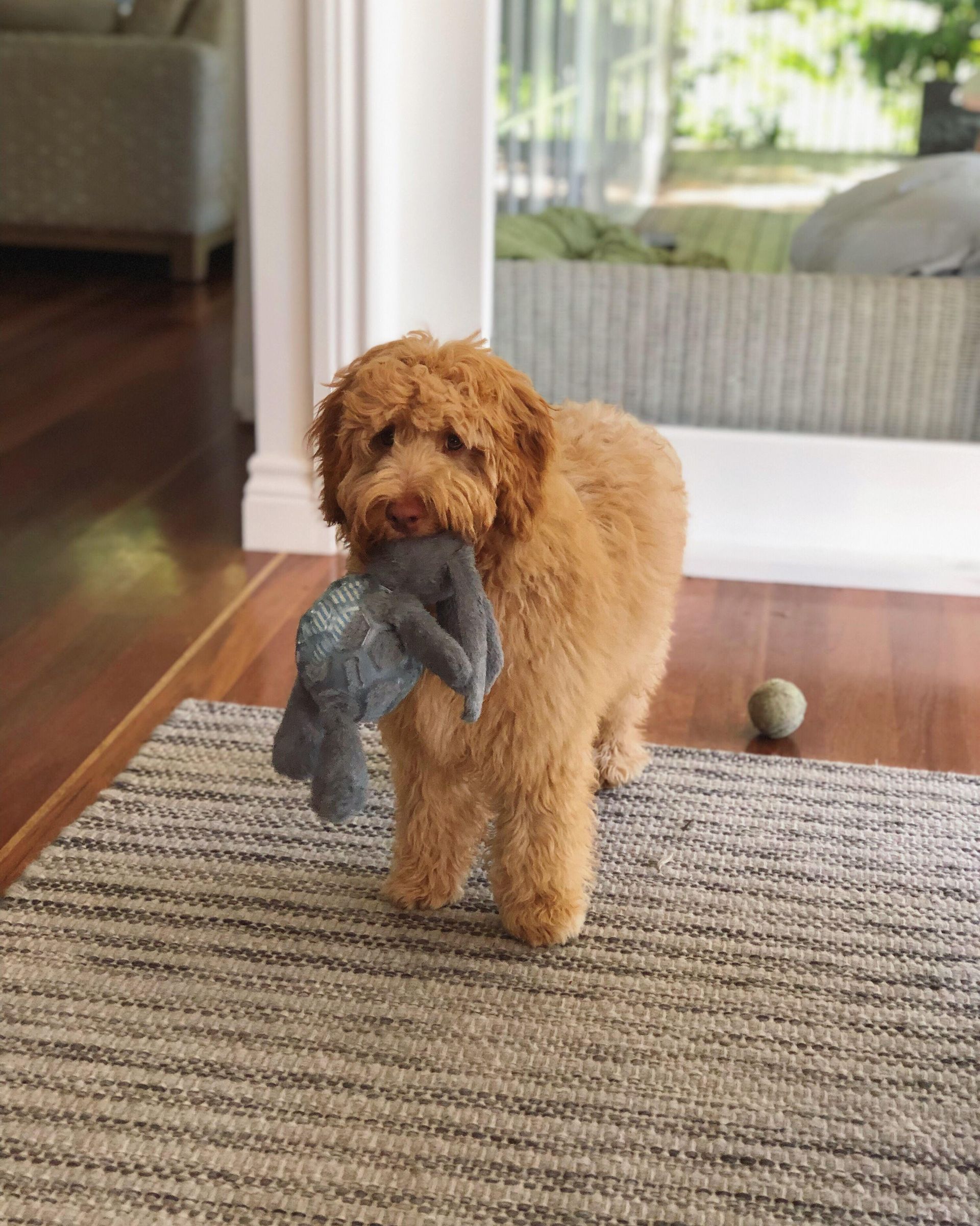 A dog is standing on a rug holding a stuffed animal in its mouth.