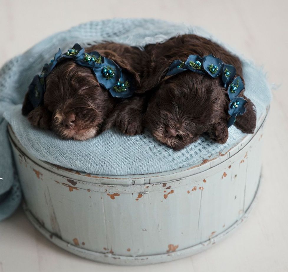 australian labradoodle black