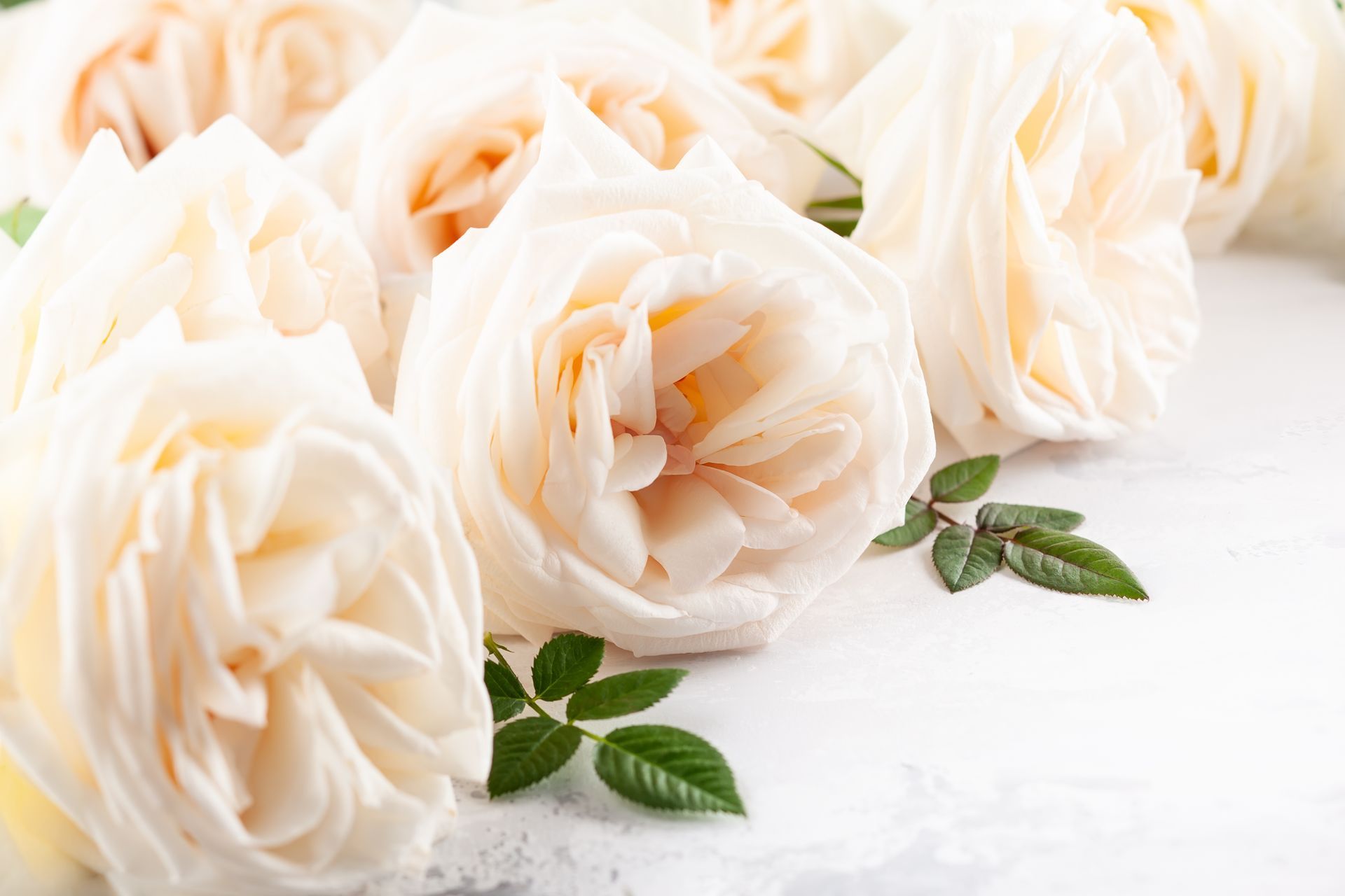 Soft cream roses with peach centers, offering gentle comfort and sympathy.