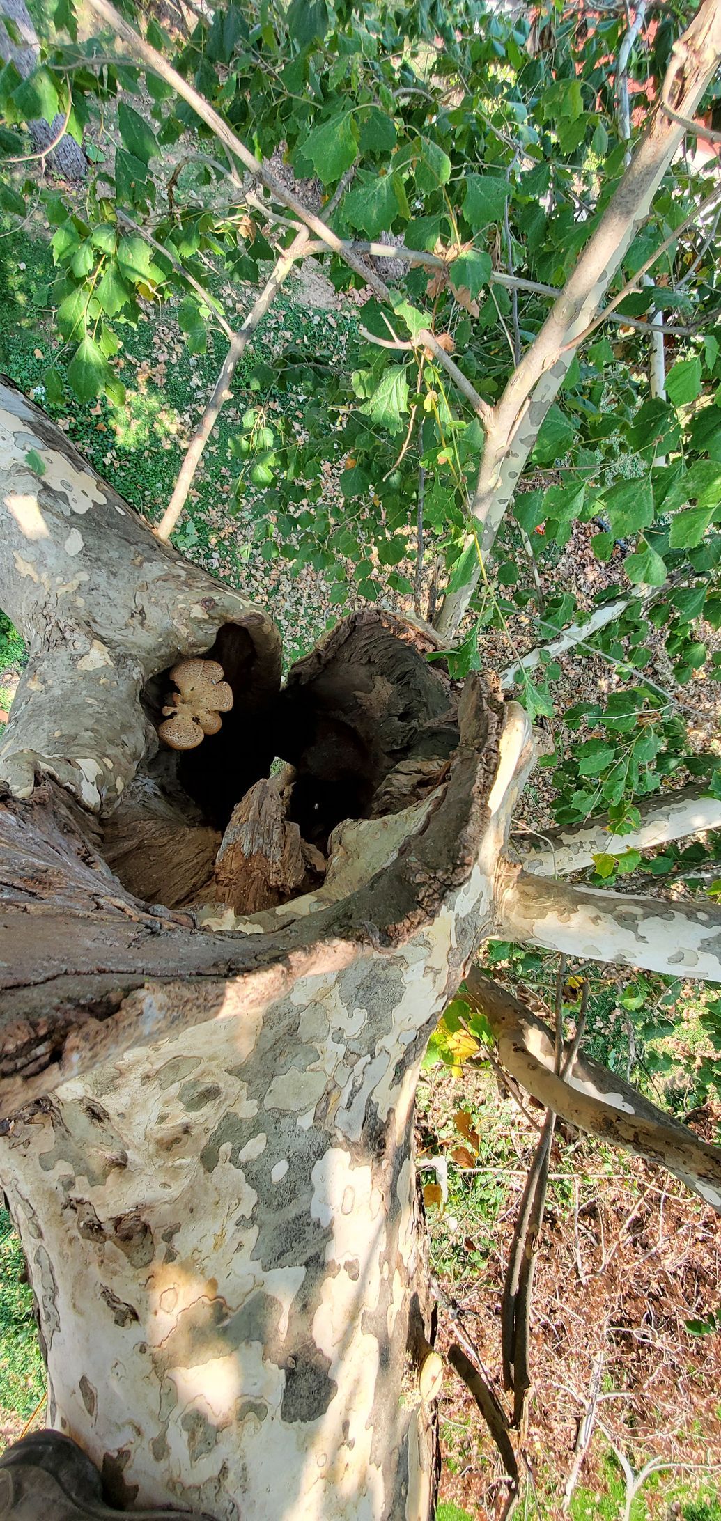 A tree with a hole in the middle of it.