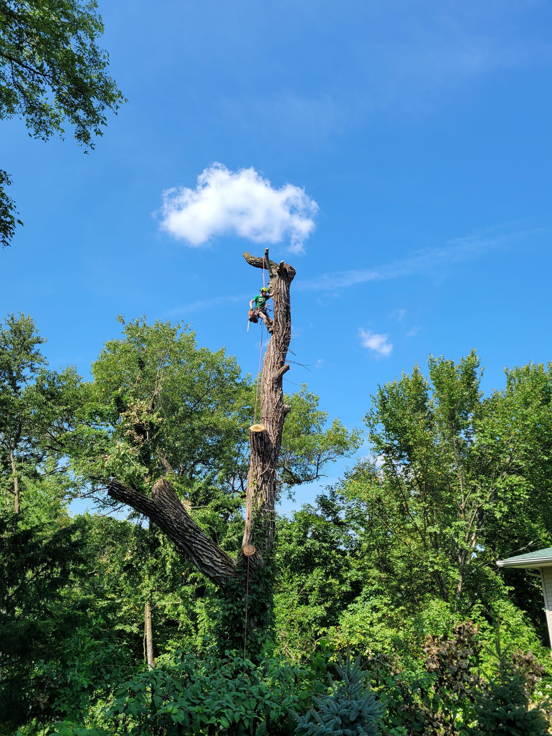 A tree with a blue sky and clouds in the background is being cut down.
