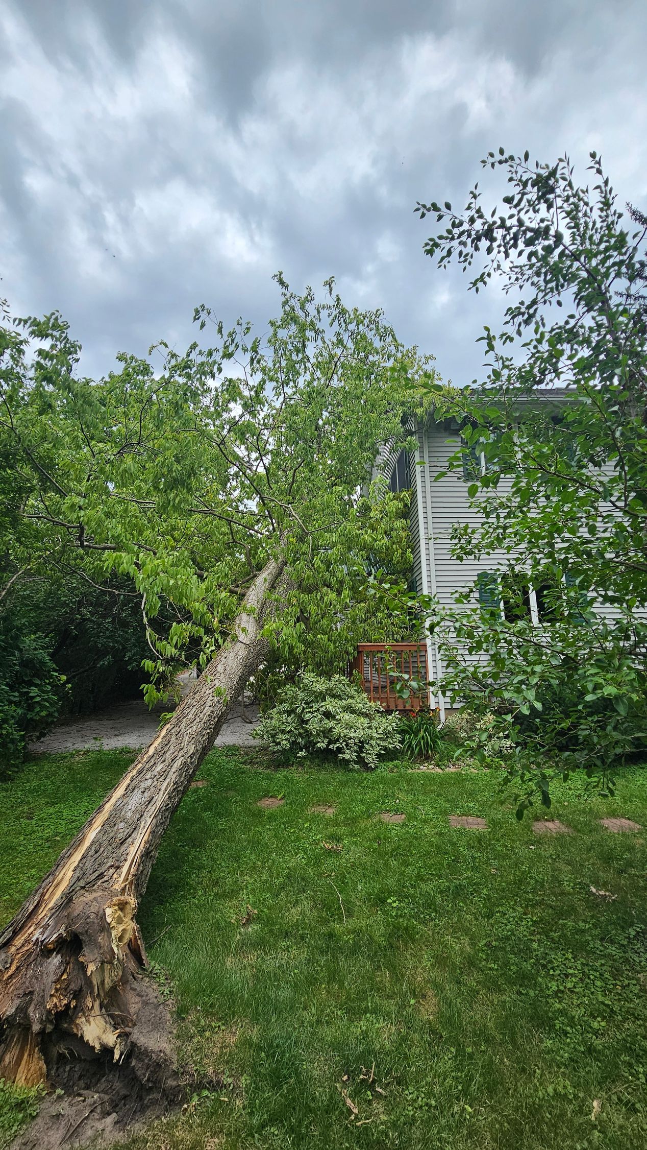 A fallen tree in a backyard with a house in the background.
