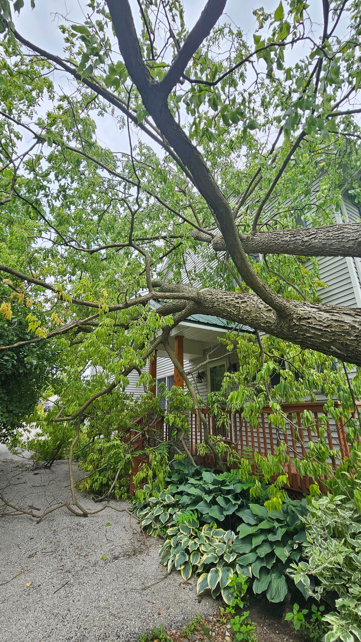 A house with a fallen tree in front of it.