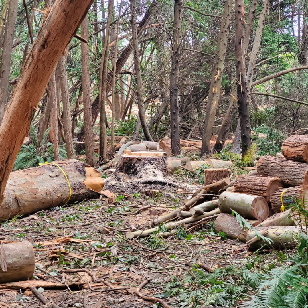 A pile of logs in the middle of a forest.