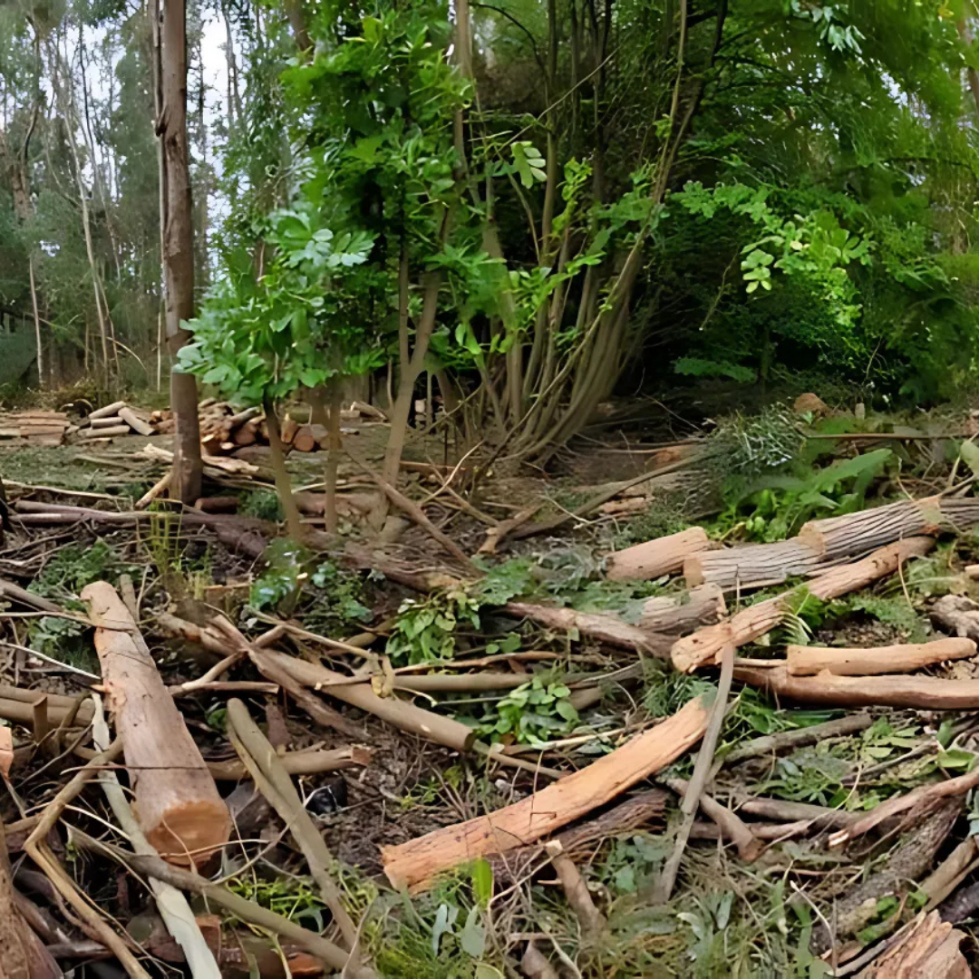 A pile of logs in the middle of a forest.