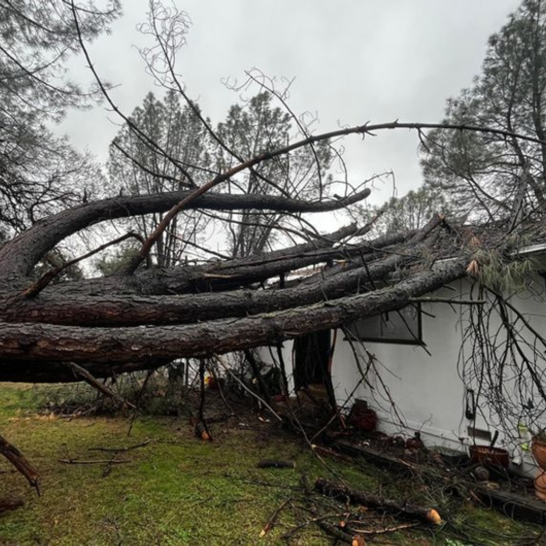 A large tree has fallen on top of a house.