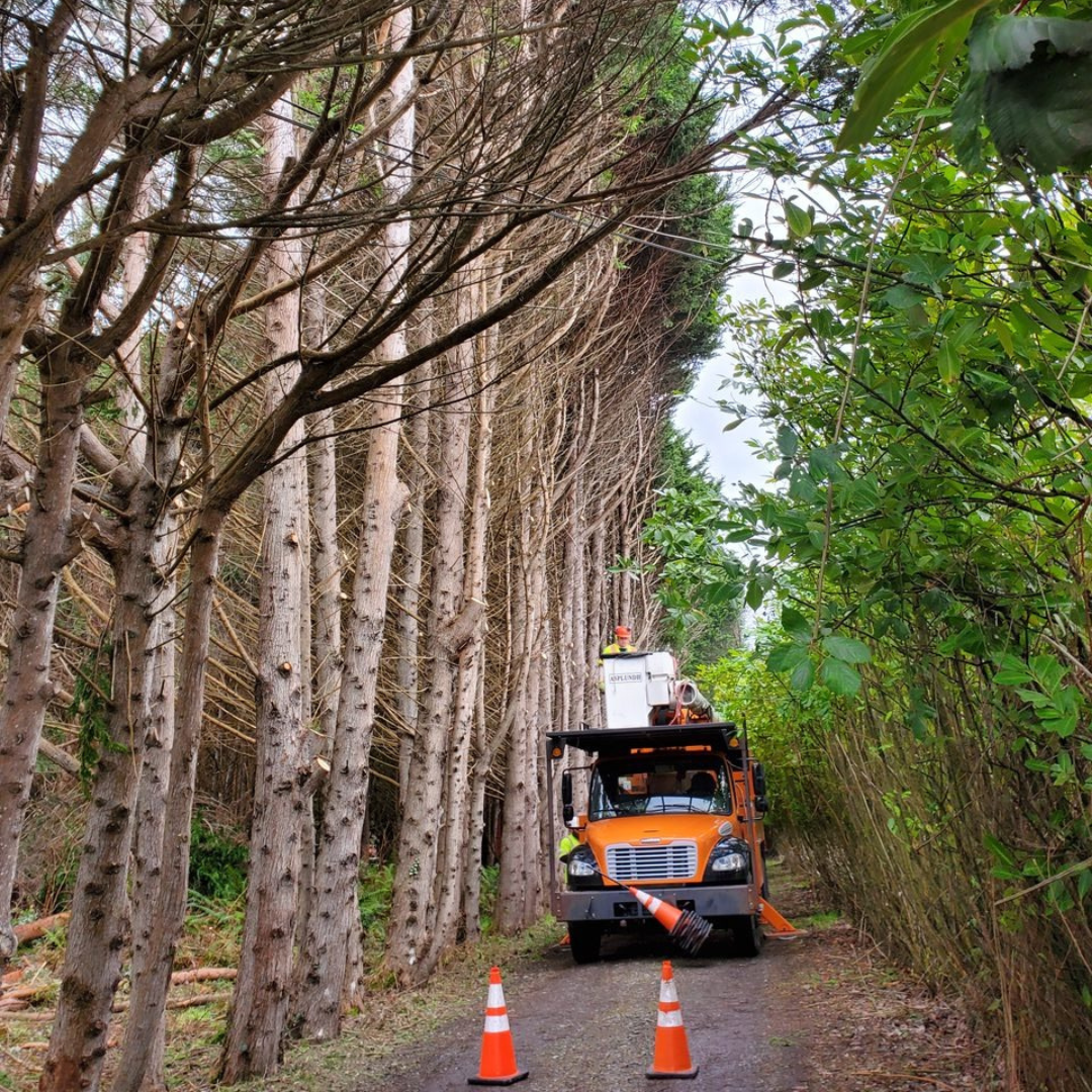 A truck is driving down a road lined with trees.
