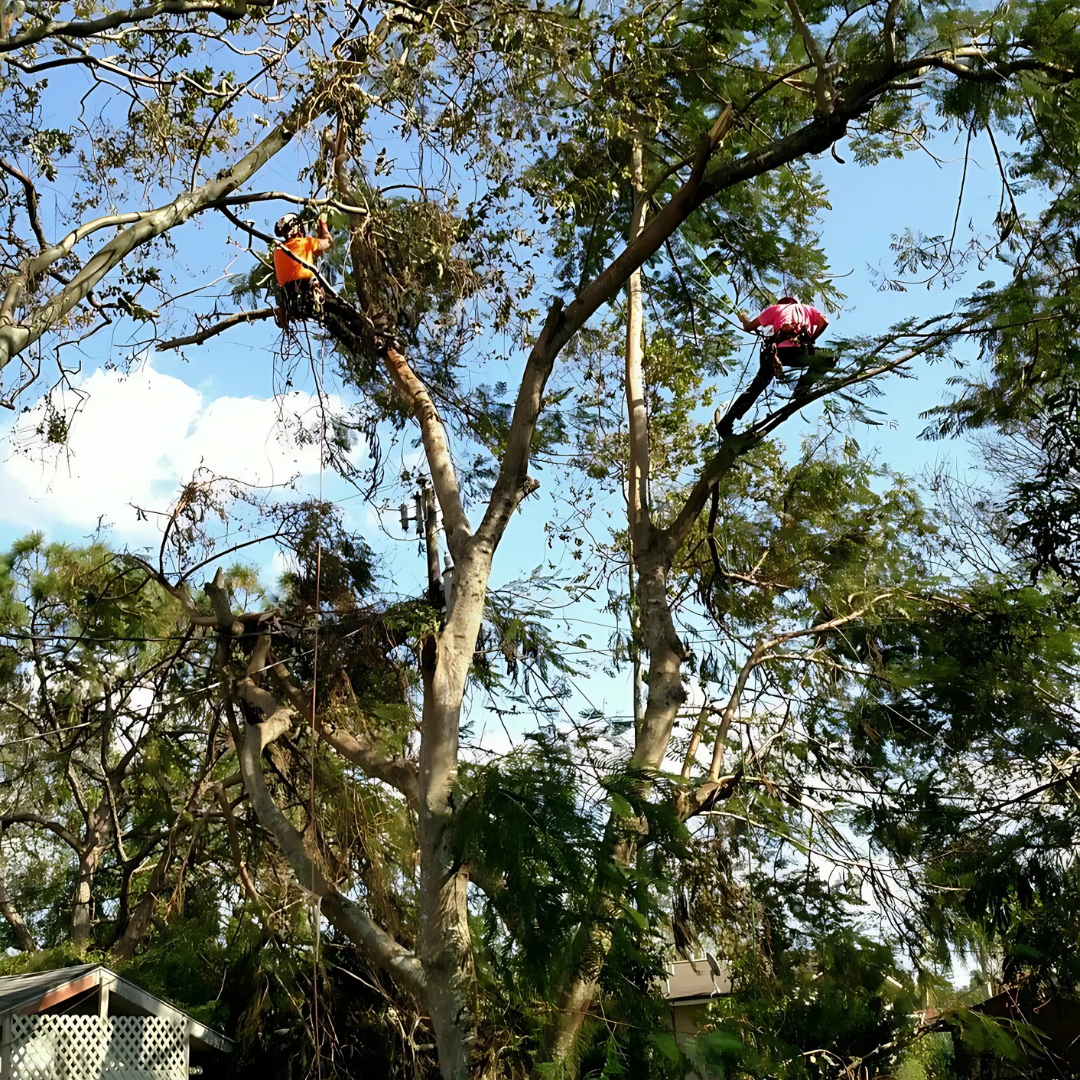 A group of people are cutting a tree with a chainsaw.