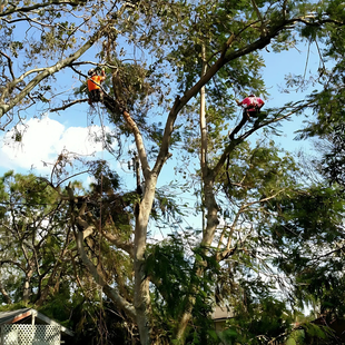 A group of people are cutting a tree with a chainsaw.