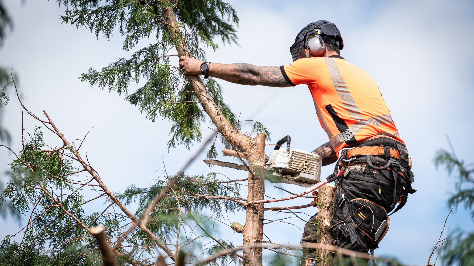 A man is cutting a tree with a chainsaw.