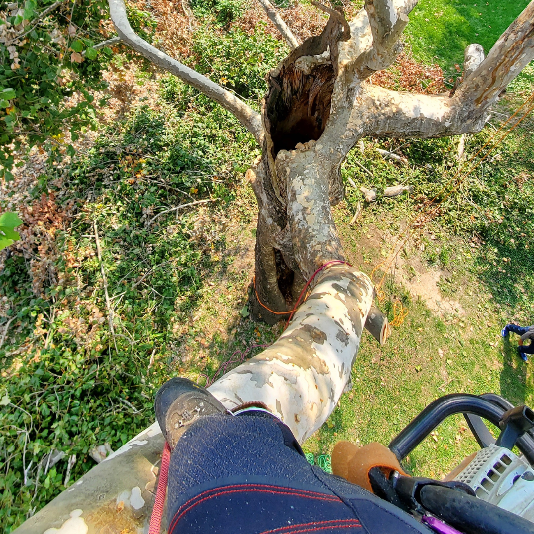 A person is cutting a tree with a chainsaw.