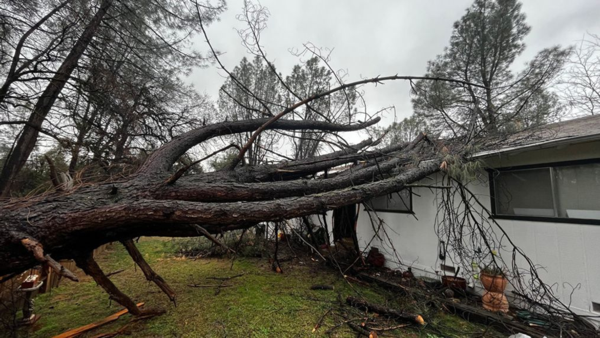 A large tree has fallen on top of a house.