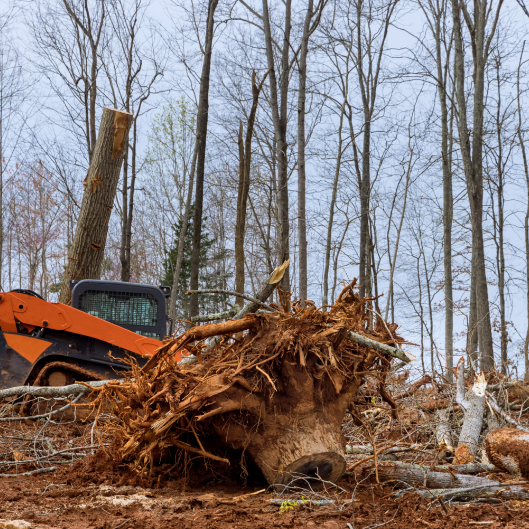 A bulldozer is moving a pile of tree roots in the woods.