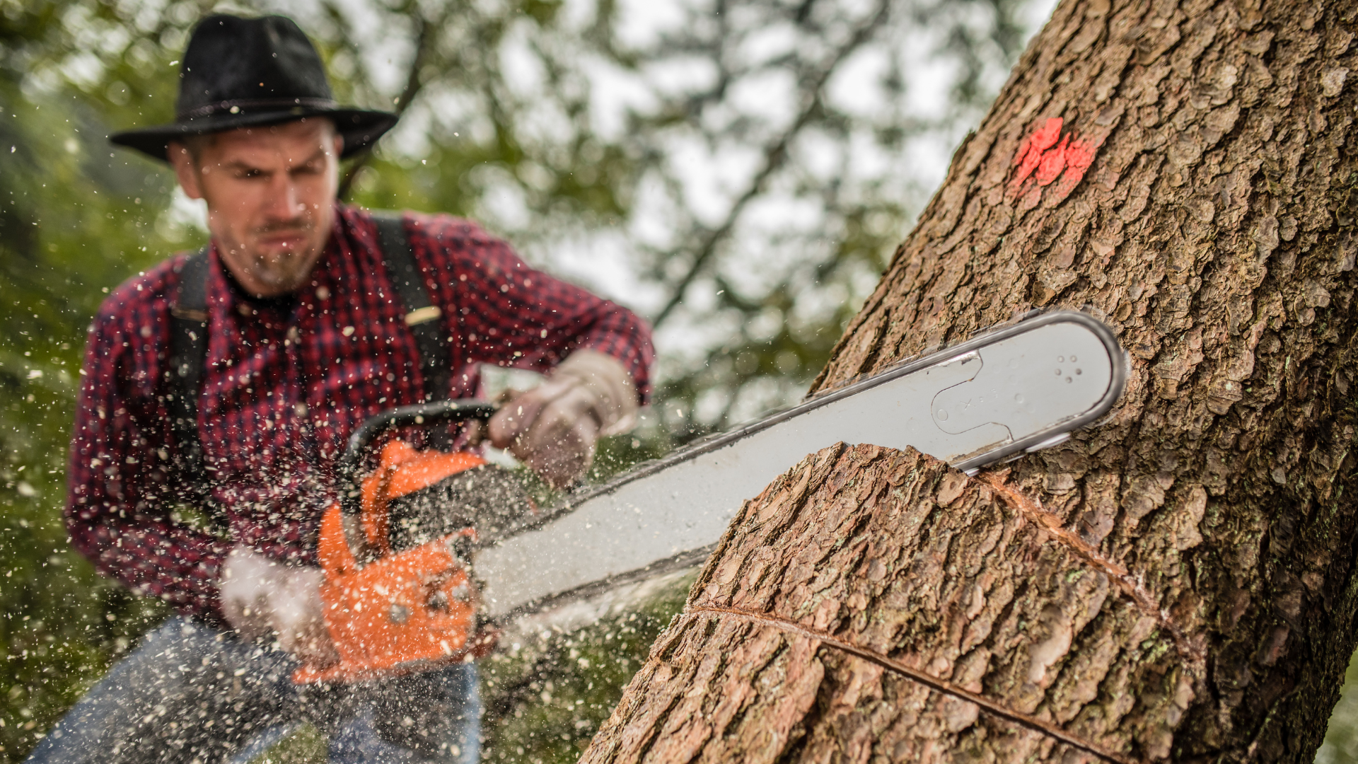 A man is cutting a tree with a chainsaw.