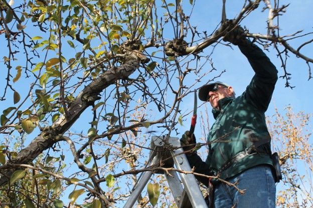 emergency tree services