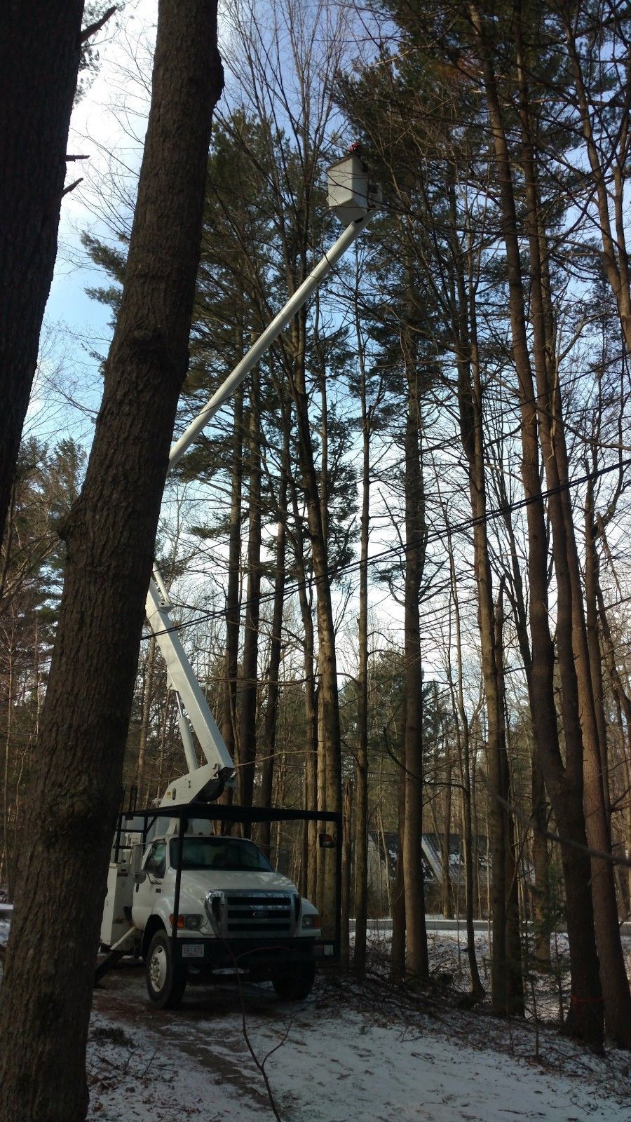 Tree Trimming Service Near Me Leominster MA