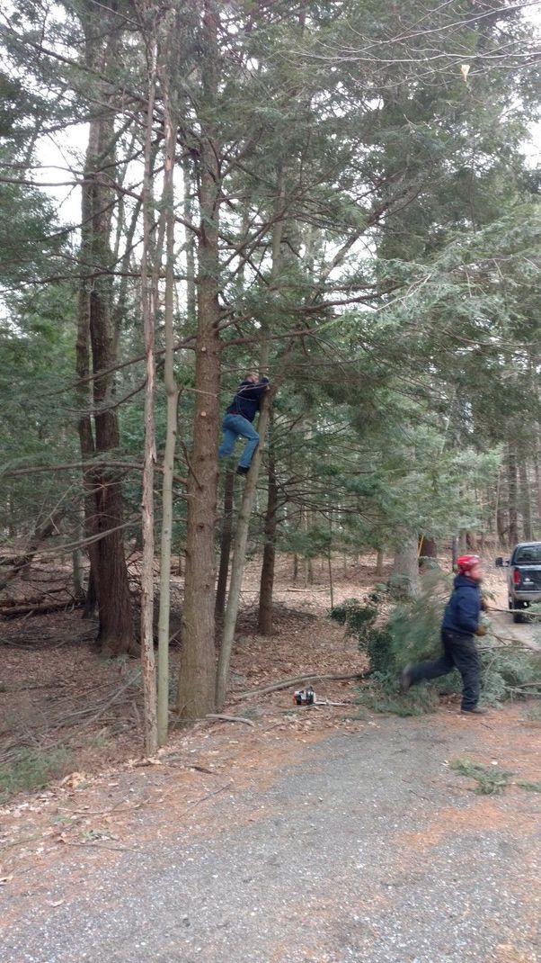 Leominster Tree Removal Service