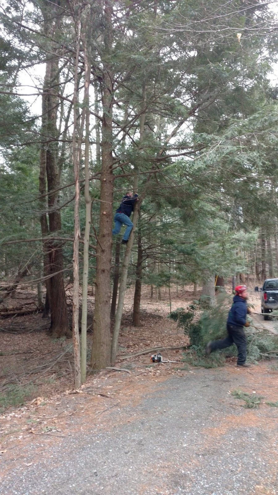 Lunenburg MA Tree Trimming Near Me