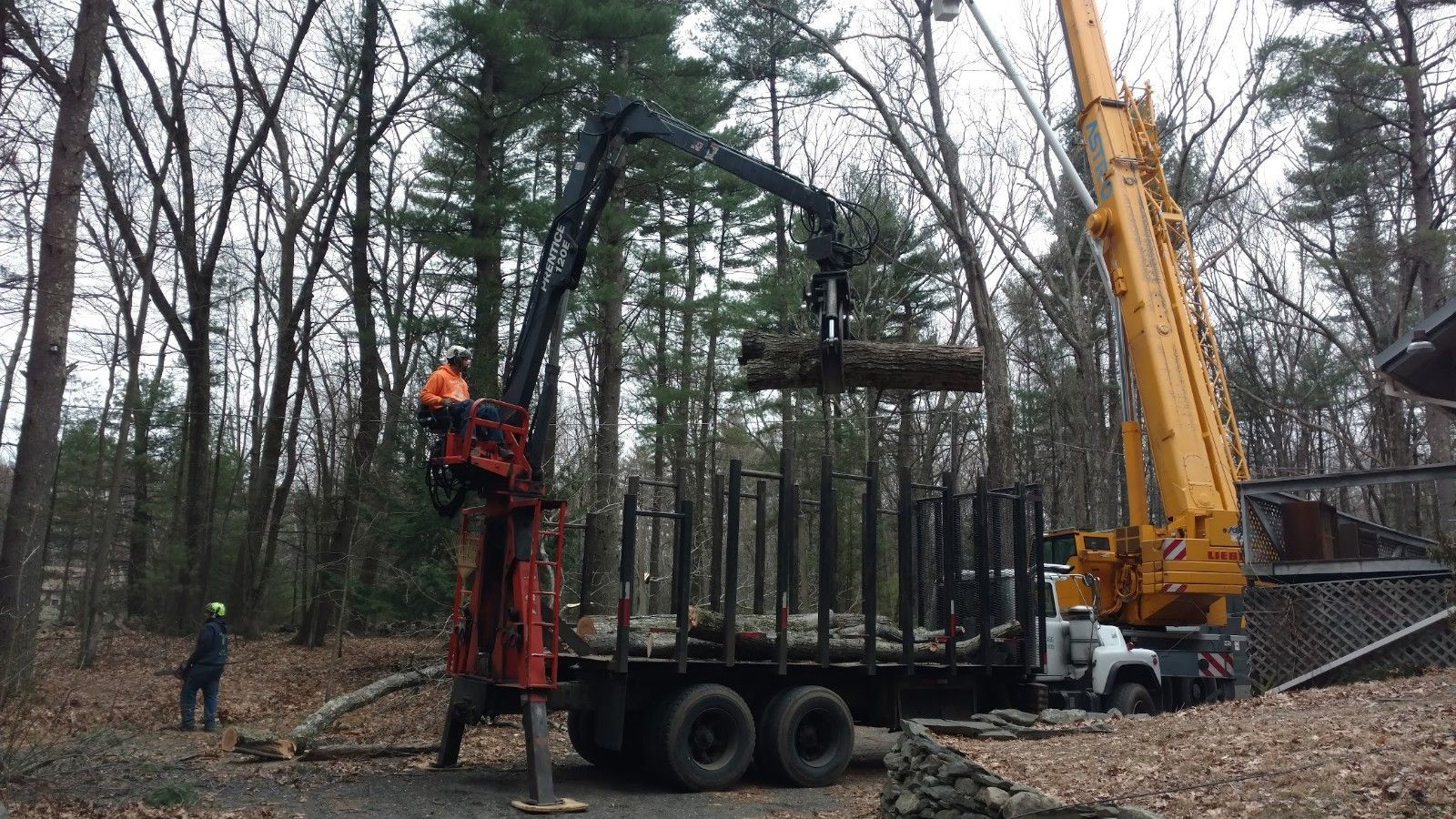 Your Greater Leominster Tree Removal Experts