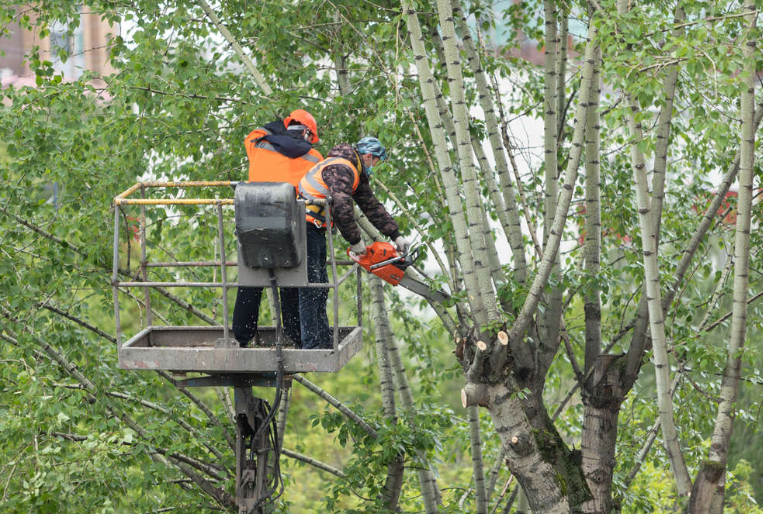 Emergency Tree Services